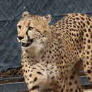 Tierpark Herberstein, Steiermark, Österreich März 2021