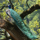Tierpark Herberstein, Steiermark, Österreich Mai 2021