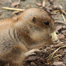 Tiergarten Schönbrunn, Wien, Österreich Juni 2024