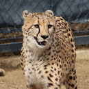 Tierpark Herberstein, Steiermark, Österreich März 2021