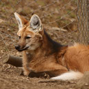 Tierpark Herberstein, Steiermark, Österreich März 2021