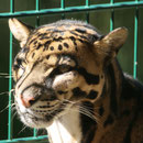 Weisser Zoo, Niederösterreich, Österreich September 2023