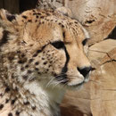 Tierpark Herberstein, Steiermark, Österreich Mai 2021