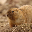 Tierpark Herberstein, Steiermark, Österreich März 2021