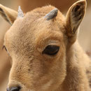Zoo Veszprem Mai 2023