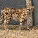 Tierpark Herberstein, Steiermark, Österreich März 2021