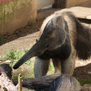 Weisser Zoo, Niederösterreich, Österreich September 2023
