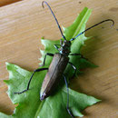 Moschusbock
