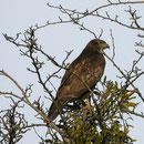 Mäusebussard    Foto: Georg Kaindl