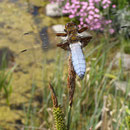 Plattbauch (Libellula depressa) 