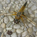 Vierflecklibelle