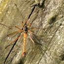 Tanyptera atrata (Männchen)                                           Foto: Robert Gattringer