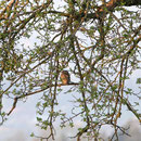 Steinkauz im Obstgarten  Foto: Georg Kaindl  (12.4.2009)