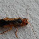 Pamphilius betulae                                                         Foto: Robert Gattringer