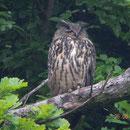 Altvogel                                                                              Foto Gerald Puchberger