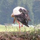 Weißstorch beringt in Saxen  am Host in  Freistadt           Foto: Robert Gattringer
