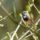 Blaukehlchen Foto: Georg Kaindl (2.4.2009)