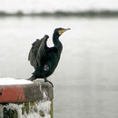 Kormoran (Foto: Georg Kaindl)