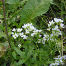 Bitteres Schaumkraut