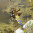 Plattbauch (Libellula depressa) - junges Männchen