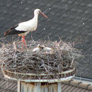 Foto: Robert Gattringer