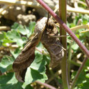 Abendpfauenauge (Smerinthus ocellata)