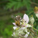 Ackerhummel (Bombus pascuorum)