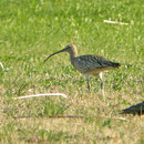 Großer Brachvogel  Foto: Georg Kaindl (12.4.2009)
