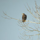 Seeadler  Foto: Georg Kaindl