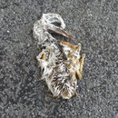Toter Jungvogel in Altheim                                              Foto: Robert Gattringer