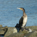 Kormoran (Foto: Georg Kaindl)