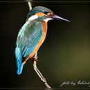 Eisvogel