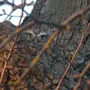 Das Paar schaut noch etwas misstrauisch durch die Gegend Foto: Gerald Buchberger