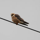 weib. Rotfussfalke Foto: Georg Kaindl (1.5.09)