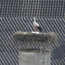 Am Nestrand kann man den toten Jungstorch sehr gut erkennen.  Foto: Robert Gattringer