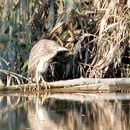 juv. Nachtreiher (Foto: Georg Kaindl)