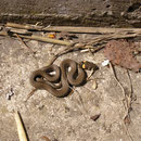 Ringelnatter (Natrix natrix)