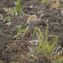 Braunkehlchen                                                                   Foto Gerald Puchberger