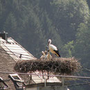 Horst in Grein                                                                Foto: Robert Gattringer