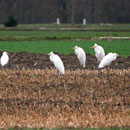 Silberreiher (Foto: Georg Kaindl)