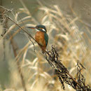 Eisvogel  Foto: Georg Kaindl