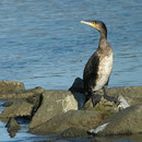 Kormoran Foto: Georg Kaindl