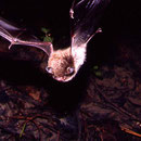 Wasserfledermaus (Foto A.Vorauer) 