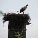 Horst am Hochstand in Ardagger                                     Foto: Robert Gattringer