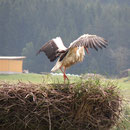 Altstorch beim Gefieder trocknen in Freistadt                    Foto: Robert Gattringer