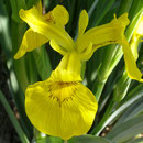 Wasser - Schwertlilie (Iris pseudacorus)