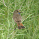 Blaukehlchen 4.6.08 Foto Georg Kaindl