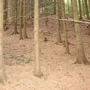 Aufgrund der fehlenden Krautschicht kommt es in Fichtenforsten zu Bodenerosion.