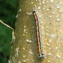 Malacosoma neustria                                                     Foto: Robert Gattringer