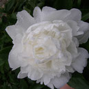 Krinkle White